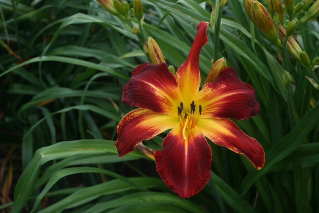 Ruby Spider Daylily at Pheasant Gardens