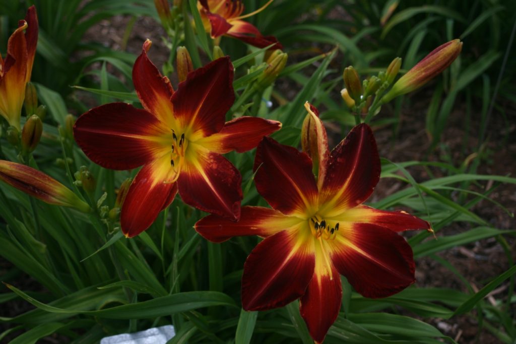 Ruby Spider Daylily at Pheasant Gardens