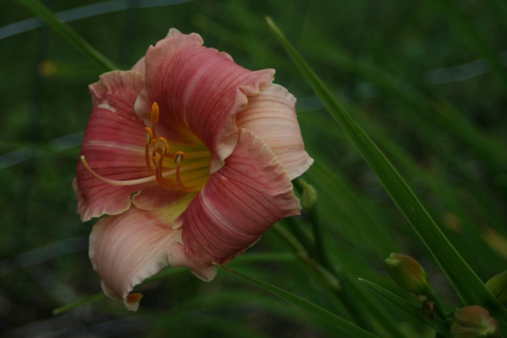 Strawberry Miss Daylily at Pheasant Gardens